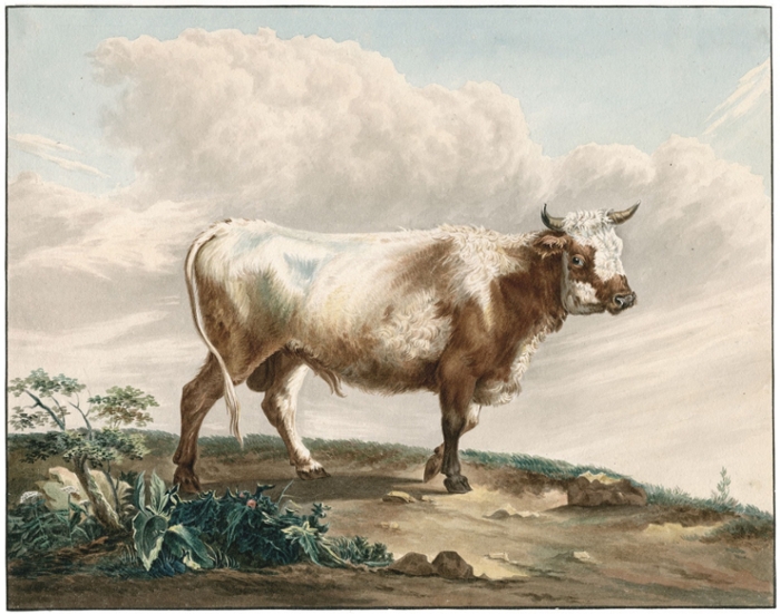 Gillis Smak Gregoor, Jonge stier, ca. 1800, tekening in kleuren.